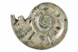 Polished, Sutured Ammonite (Argonauticeras) Fossil - Madagascar #246212-1